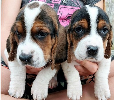 Basset Hound Puppies for new homes