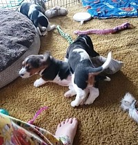 Basset hound puppies for sale