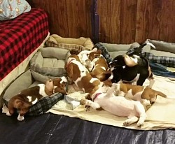 Basset hound babies for rehoming