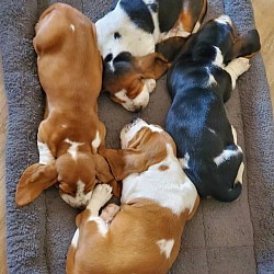 Puppies for rehoming, Basset puppies for adoption , healthy basset hound puppies for new homes