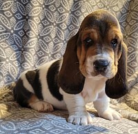 Basset hound puppies for adoption, basset hound puppies available for new homes