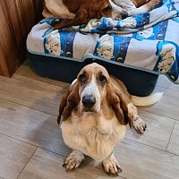 Buy basset hound puppies available online