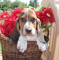 Adorable Bassel Hound puppies for adoption