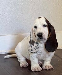 Available basset hound puppies for sale