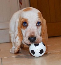 Lovely basset hound puppies for sale, basset hound puppies available for adoption