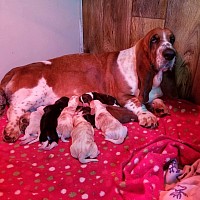 Basset puppies for sale near me