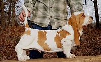 Basset hound puppies for sale, basset hound puppies for rehoming