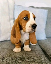 Available basset hound puppies for sale