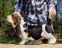 Basset hound puppies available for new homes, Basset hound puppies available for sale