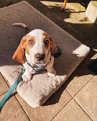 lovely basset hound puppy for sale